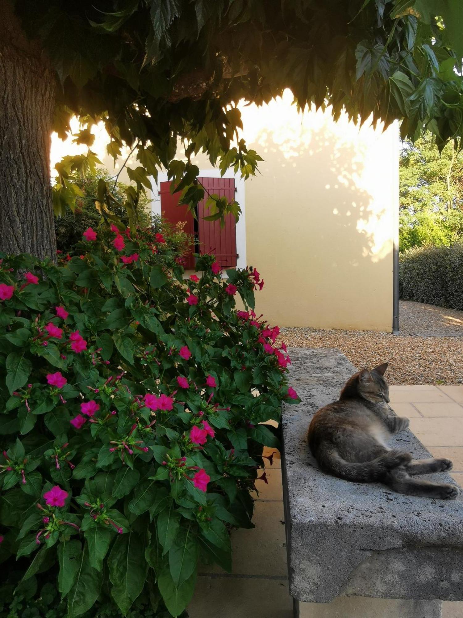 Bastide Saint Bernard Bed & Breakfast Le Thoronet Bagian luar foto